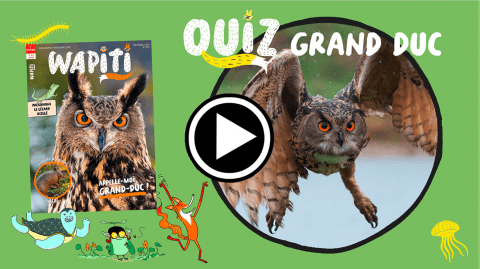 Quiz Wapiti Hibou Grand-Duc