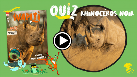 Quiz Wapiti Rhinocéros