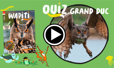 Quiz Wapiti Hibou Grand-Duc