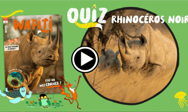 Quiz Wapiti Rhinocéros